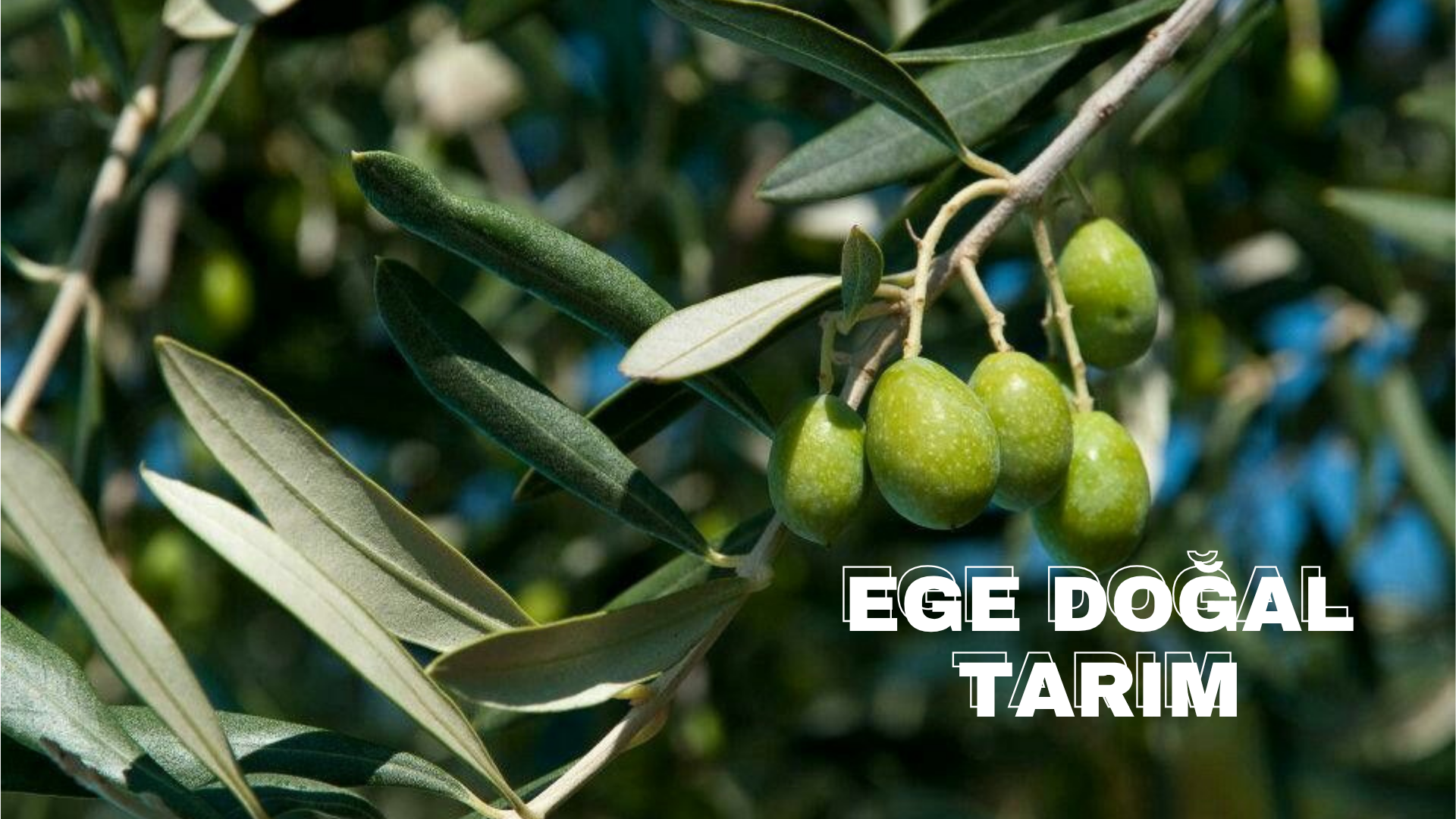 egedoğaltarım
